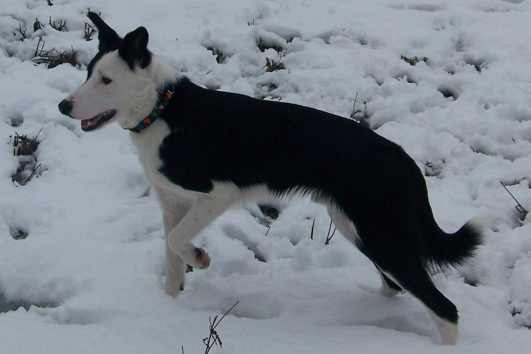 How to Train a Border Collie Puppy - Zigzag